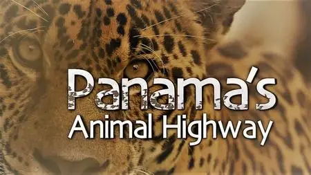 Smithsonian Ch. - Panama's Animal Highway 1080p (2017)