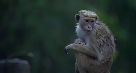 Monkey Kingdom (2015)