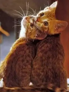 Pictures of animals for a mobile phone