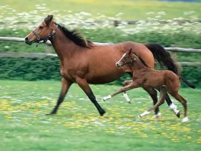 Horse Pictures Collection