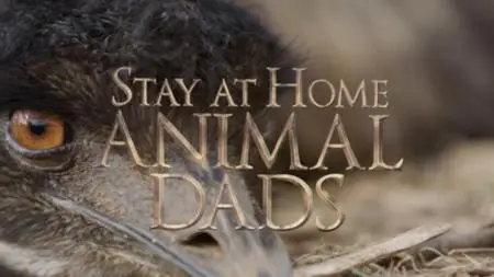 CBC - The Nature Of Things: Stay-at-Home Animal Dads (2018)