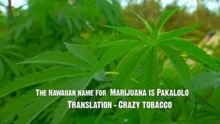 NG Drugs Inc - Hawaiian Ice (2012)