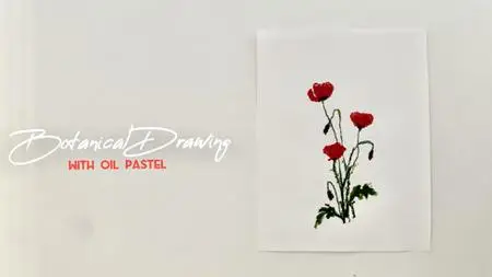 Botanical Drawing With Oil Pastels Poppies