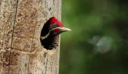 BBC - Mexico: Earth's Festival of Life (2017)