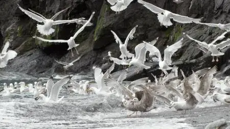 Wild Canada (2014)