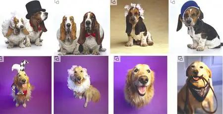 Brand X Pictures Vol 009 - Animal Attitude