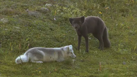Wild Scandinavia / Wildes Skandinavien / Дикая природа Скандинавии (2011) 