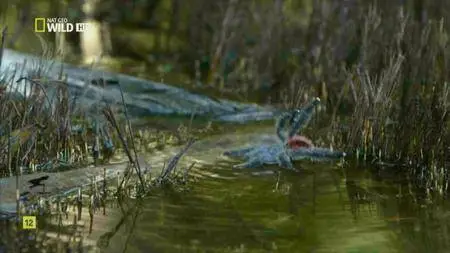 National Geographic - Amazon Underworld (2016)