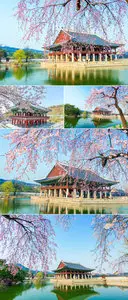 Stock Photo - Sakura Flowering