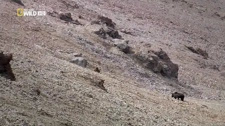 National Geographic - Wild Expedition Grizzly (2012)