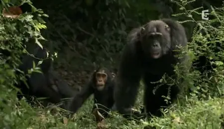 (Fr5) Les chimpanzés du Rift (2011)