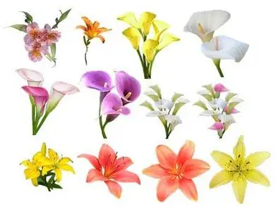 Exciting lilies - PNG Clipart for Photoshop
