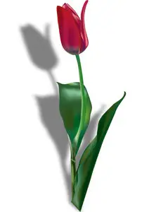 Tulip in Vector