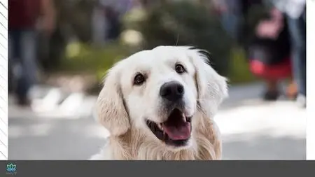 Diy Dog Care And Happiness