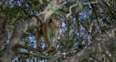 Monkey Kingdom (2015)