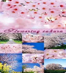 Flowering sakura