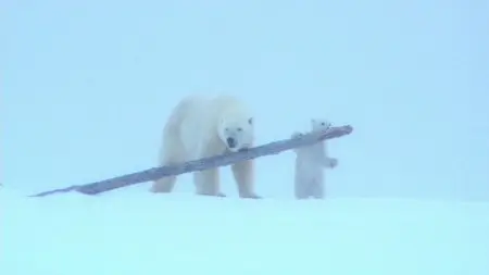 Polar Bears: Spy on the Ice (2010)