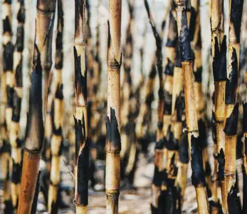 Guy Buttery - Songs from the Cane Fields (20th Anniversary Edition) (2004/2025)  [Official Digital Download 24/48]