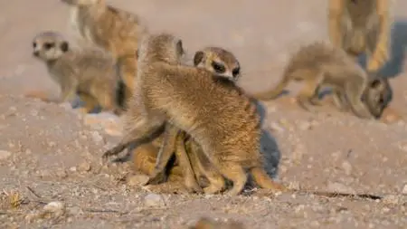 Meerkat Manor: Rise of the Dynasty S01E08