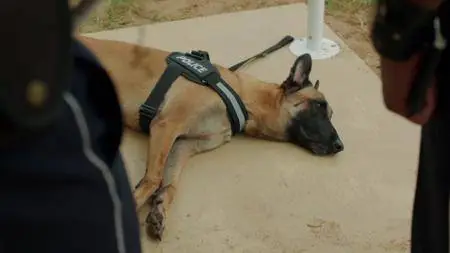 Death in Paradise S07E04