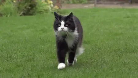 BBC Horizon - The Secret Life of the Cat (2013)