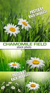 Chamomile fields 2