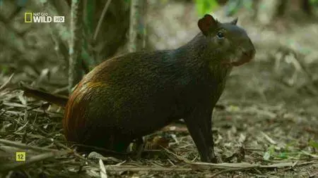 National Geographic - Amazon Underworld (2016)