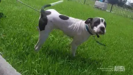 Pit Bulls and Parolees S11E06