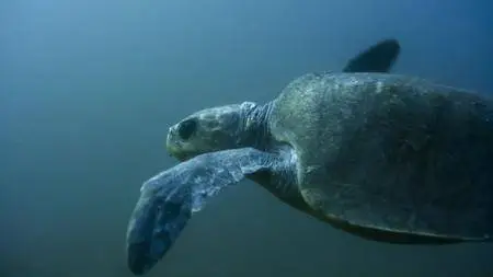 Blue Planet II S01E06