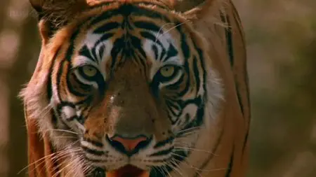 BBC Natural World - Queen of Tigers (2012)
