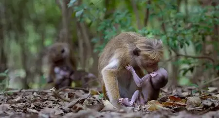 Monkey Kingdom (2015)