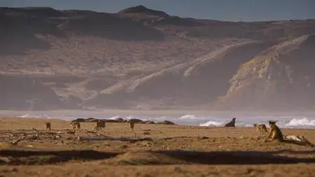 ORF - Africa's Wild West: Stallions of the Namib Desert (2014)