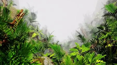 Through A Foggy Jungle Loop 1624539