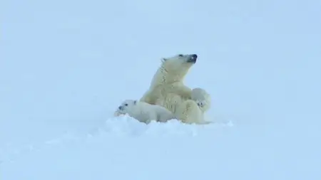 Polar Bears: Spy on the Ice (2010)