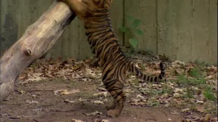 Baby New at the Zoo (2007)