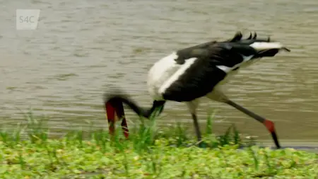S4C - Iolo a Dewi: Y Tad a'r Mab a Zambia (2024)
