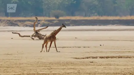 S4C - Iolo a Dewi: Y Tad a'r Mab a Zambia (2024)