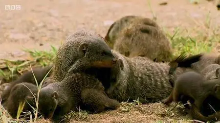 BBC - Animals Behaving Badly (2018)