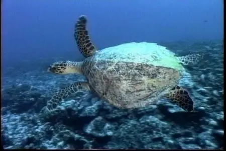 Tahiti et les archipels de Polynesie francaise, les iles du mythe