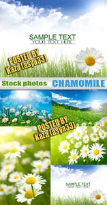 Chamomile fields