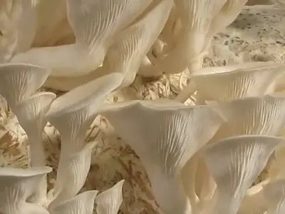 Let's Grow Mushrooms! (Instructional Video in 2DVD's)