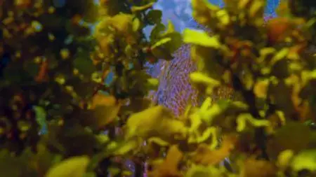 Blue Planet II S01E05