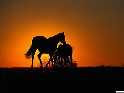 Horses - Desktop Wallpapers