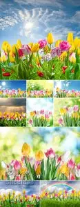 Stock Photo - Color Tulips