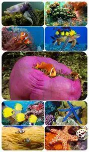 Underwater World - Best Wallpaper pack