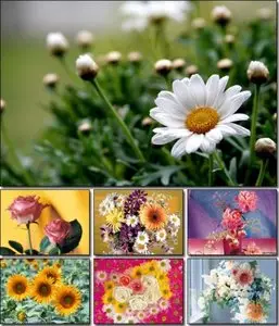 Flowers Wallpapers (7)
