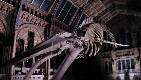 BBC Horizon - Dippy and the Whale (2017)