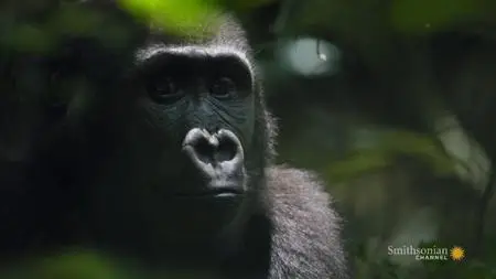 Smithsonian Channel - Gorillas of Gabon (2018)