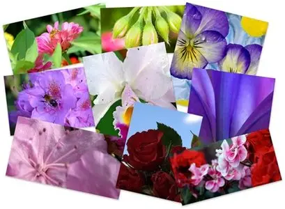 60 Wonderful Flowers HD Wallpapers