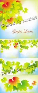 Grapes Leaves Vector